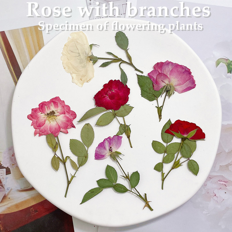 12pcs, Nature White Pink Red R - đánh giá và giá Wedding Card Box